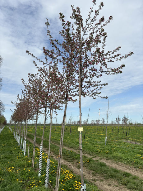 Malus x adstringens 'Hopa' , erhältlich von 60-100 bis 450-650 cm;;ab 33,80 Euro