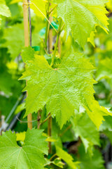 Vitis 'Frankenthaler'; hier mit Belaubung; winterhart; Einsatzmöglichkeit z.B. : Solitär; erhältlich von 80-100 bis 80-100 cm;;ab 36,00 Euro