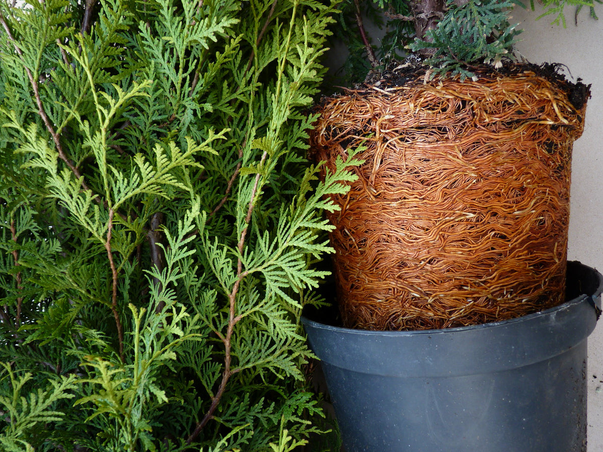 Thuja occidentalis 'Brabant' im Topf; Einsatz: ;;ab 7,50 Euro