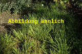 Genaues Foto für Luzula sylvatica 'Tauernpass' folgt; dieses ähnliche Bild dient der Illustration von Tauernpass-Marbel