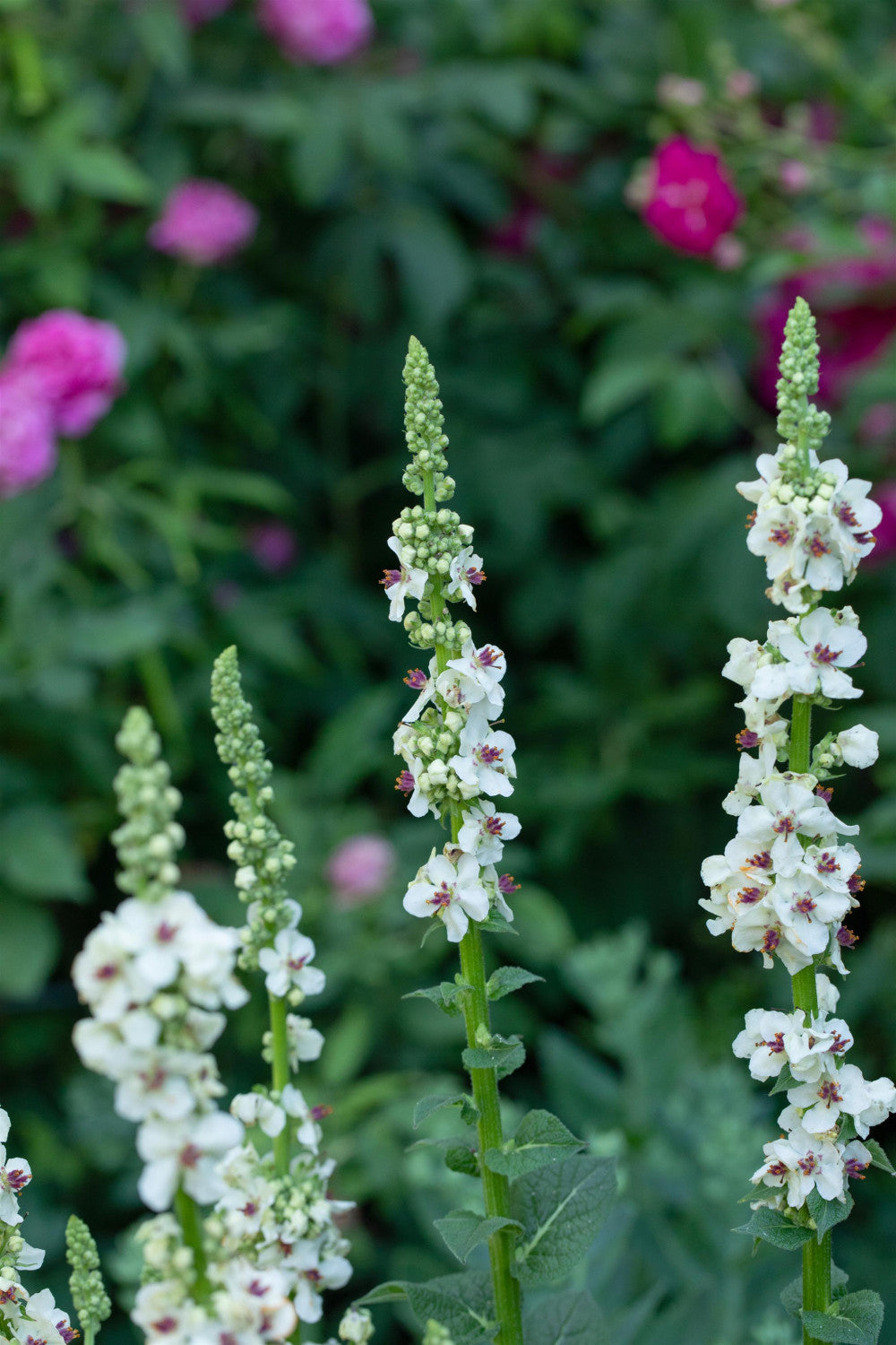 Verbascum nigrum 'Album' mit Blüte; Einsatz: ;;ab 3,70 Euro