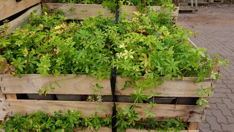 Waldmeisterkraut; vorbereitet für Versand; bodendeckend; Einsatzmöglichkeit z.B. : Heilpflanze;;günstig mit Qualität