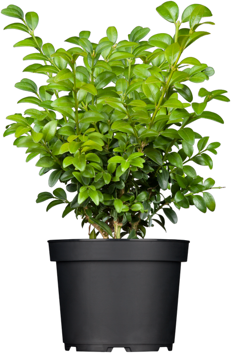 Buxus sempervirens 'Blauer Heinz' Versand, erhältlich als: ; Einsatz: anspruchslose Pflanzewinterhart;;günstig mit Qualität