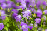 Campanula rotundifolia; hier mit Blüte; bienenfreundlich; Einsatzmöglichkeit z.B. : Steingärten;;ab 0,00 Euro