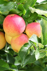 Malus 'Lilly'; mit Früchten/Fruchtbehang; klein; Einsatzmöglichkeit z.B. : Solitär; verfügbar in 17 Größen und Varianten;;ab 59,00 Euro