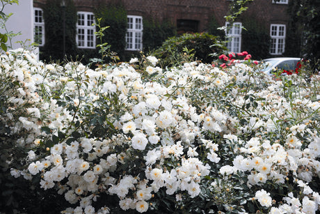 Rosa 'Schneekönigin' BDR mit Blüte; Einsatz: ;;ab 8,10 Euro