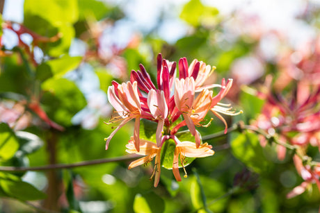 Lonicera heckrottii 'Goldflame' mit Blüte, erhältlich von 100-150 bis 150-200 cm; Einsatz: ;;ab 37,40 Euro