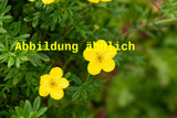 Genaues Foto für Potentilla 'Sommergold' folgt; dieses ähnliche Bild dient der Illustration von Fingerstrauch 'Sommergold'