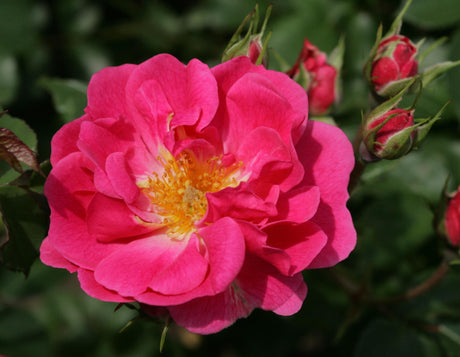 Rosa 'Bad Wörishofen 2005' BT ;;ab 8,10 Euro