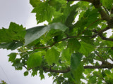 Platanus x acerifolia mit Sommerbelaubung; Einsatz: Park, ;;ab 15,35 Euro