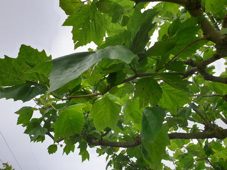 Platanus x acerifolia; hier mit Sommerbelaubung; stadtklimafest; Einsatzmöglichkeit z.B. : Straßenbaum;;ab 33,30 Euro