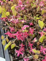 Epimedium x rubrum 'Galadriel'; hier mit Blüte; winterhart; Einsatzmöglichkeit z.B. : Steingärten;;ab 0,00 Euro