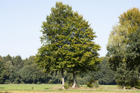 Fagus sylvatica HkG 81025; in Einzelansicht; robust; Einsatzmöglichkeit z.B. : Parkanlagen;;ab 1,34 Euro
