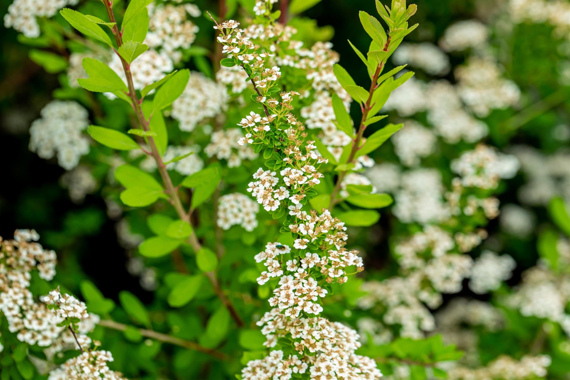 Spiraea nipponica 'Snowmound' (Strauchspiere 'Snowmound')