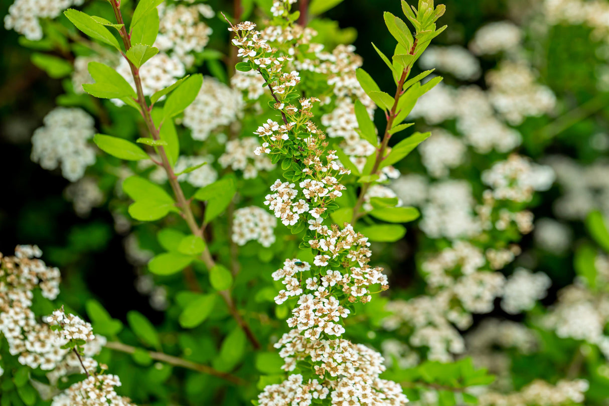 Spiraea nipponica 'Snowmound' mit Blüte, erhältlich von 40-60 bis 80-100 cm; Einsatz: ;;ab 6,30 Euro