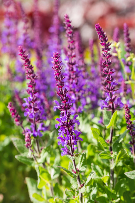 Salvia nemorosa 'Blaukönigin' mit Blüte; Einsatz: ;;ab 3,20 Euro