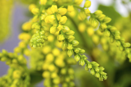 Chiastophyllum oppositifolium mit Blüte; Einsatz: ;;ab 3,45 Euro