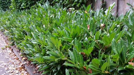 Otto-Luyken-Kirsche; als Hecke; nahrungsquelle für Insekten;;Pflanzen vom Profi