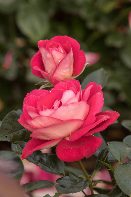 Rosa 'Heimatmelodie' BT mit Blüte; Einsatz: ;;ab 8,10 Euro