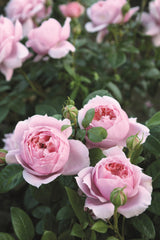 Rosa 'Schöne Maid' TH; hier mit Blüte; zarte Blüten; Einsatzmöglichkeit z.B. : Solitär;;ab 15,00 Euro