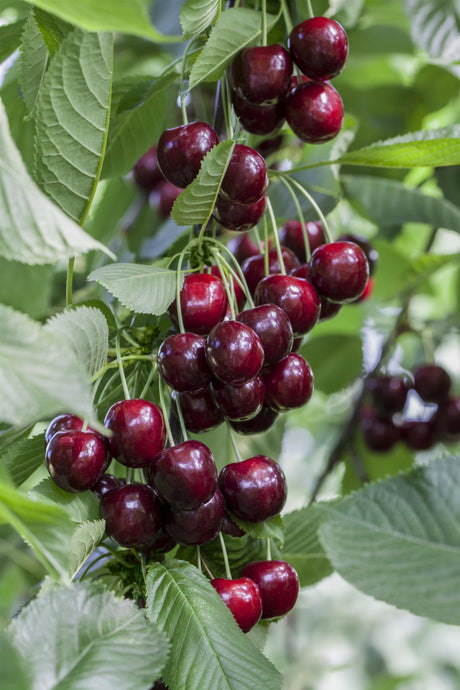Prunus av. 'Regina' mit Früchten, erhältlich von 150-200 bis 450-650 cm; Einsatz: ;;ab 35,60 Euro