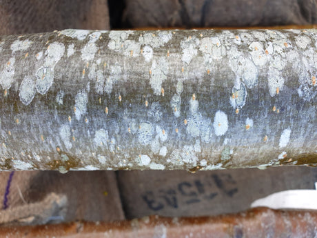 Eßbare Eberesche; Rinde; anspruchslos; Einsatzmöglichkeit z.B. : Bienenweide; erhältlich von 125-150 bis 450-650 cm;;hier kaufen