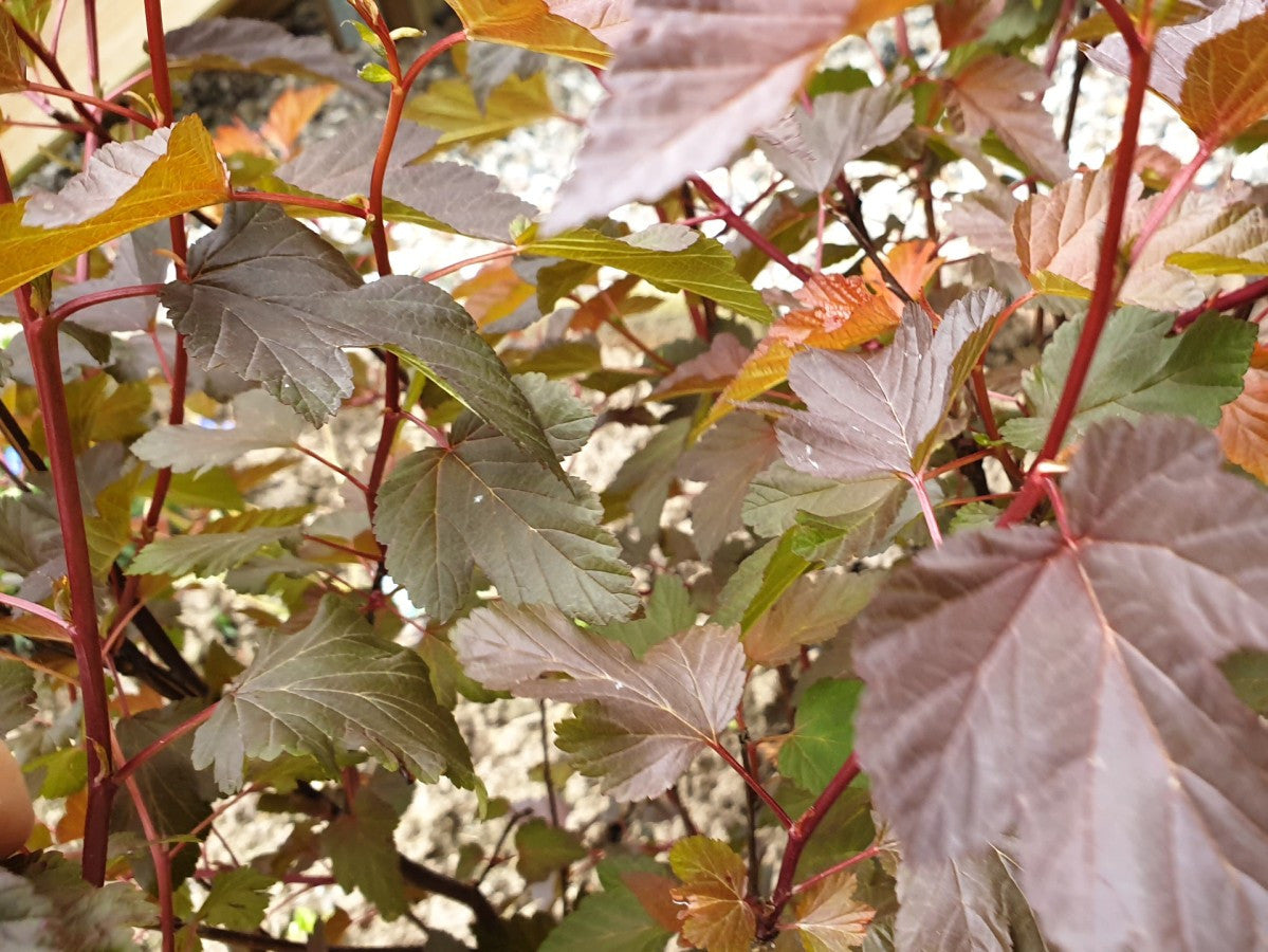 Physocarpus opulifolius (Fasanenspiere)