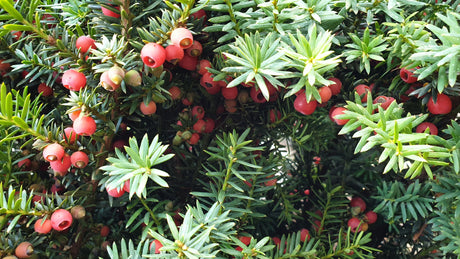 Eibe 'Hicksii'; mit Früchten/Fruchtbehang; nahrungsquelle für Insekten; Einsatzmöglichkeit z.B. : Grundstücksabgrenzung;;mit zeitnaher Lieferung