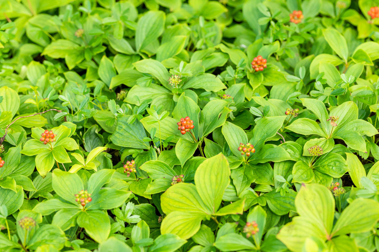 Bunchberry zusammen, erhältlich als: ; Einsatz: Unterbepflanzungpflegeleicht;;günstig mit Qualität