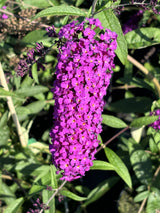 Buddleja davidii 'Royal Red' , erhältlich von 60-100 bis 125-150 cm;;ab 13,00 Euro