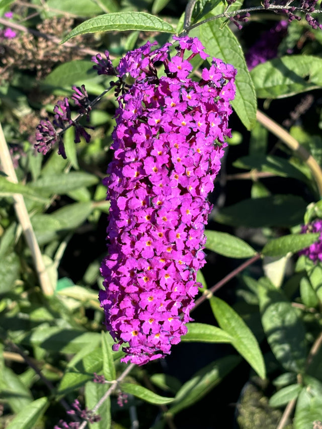 Buddleja davidii 'Royal Red' , erhältlich von 60-100 bis 125-150 cm;;ab 13,00 Euro
