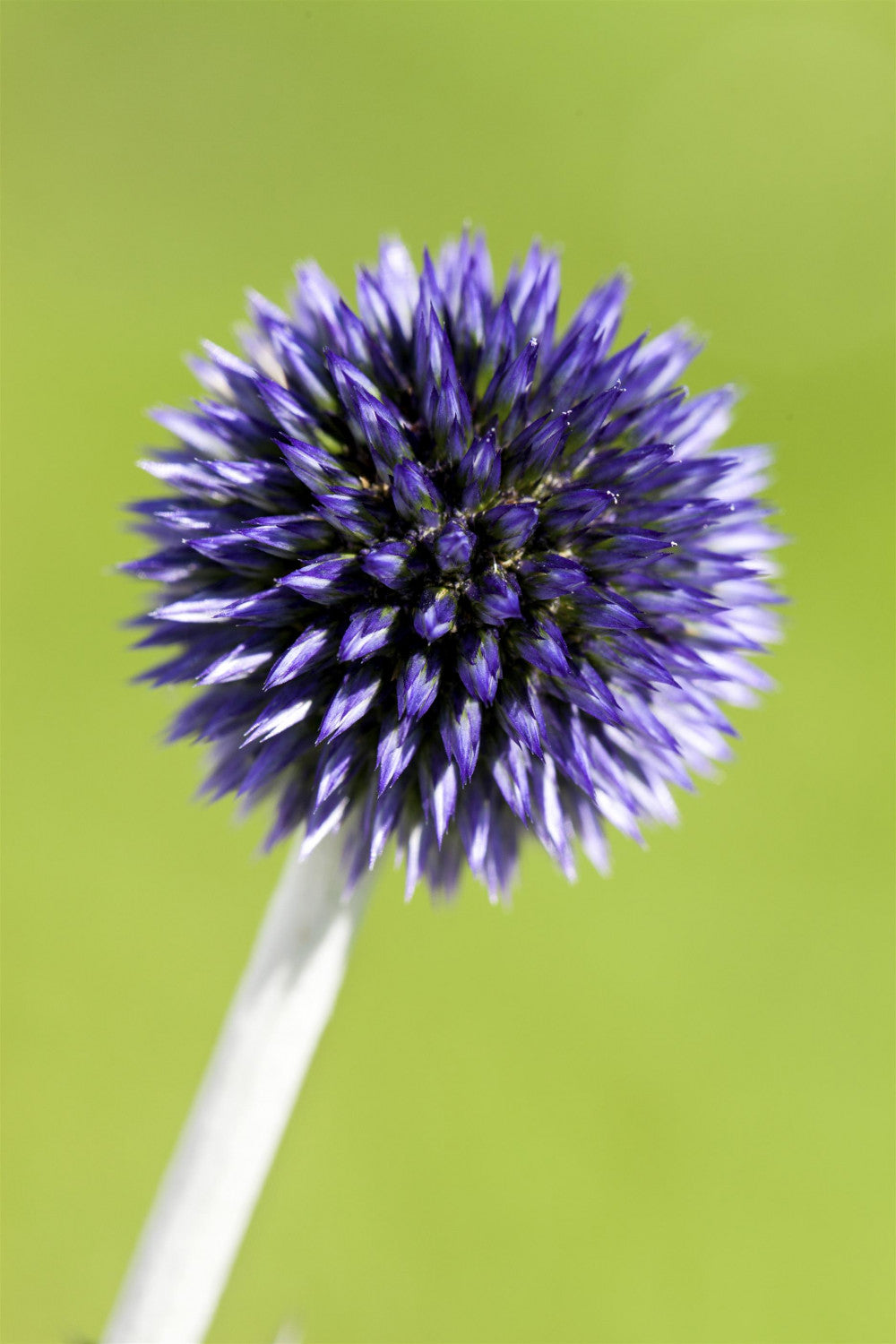 Echinops ritro 'Veitchs Blue' mit Blüte; Einsatz: ;;ab 6,10 Euro