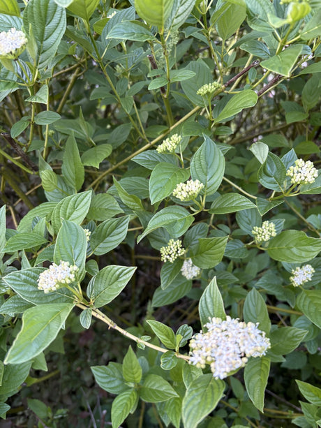 Cornus alba; hier mit Blüte; dekorative Rinde; Einsatzmöglichkeit z.B. : Bienenweide;;günstig mit Qualität