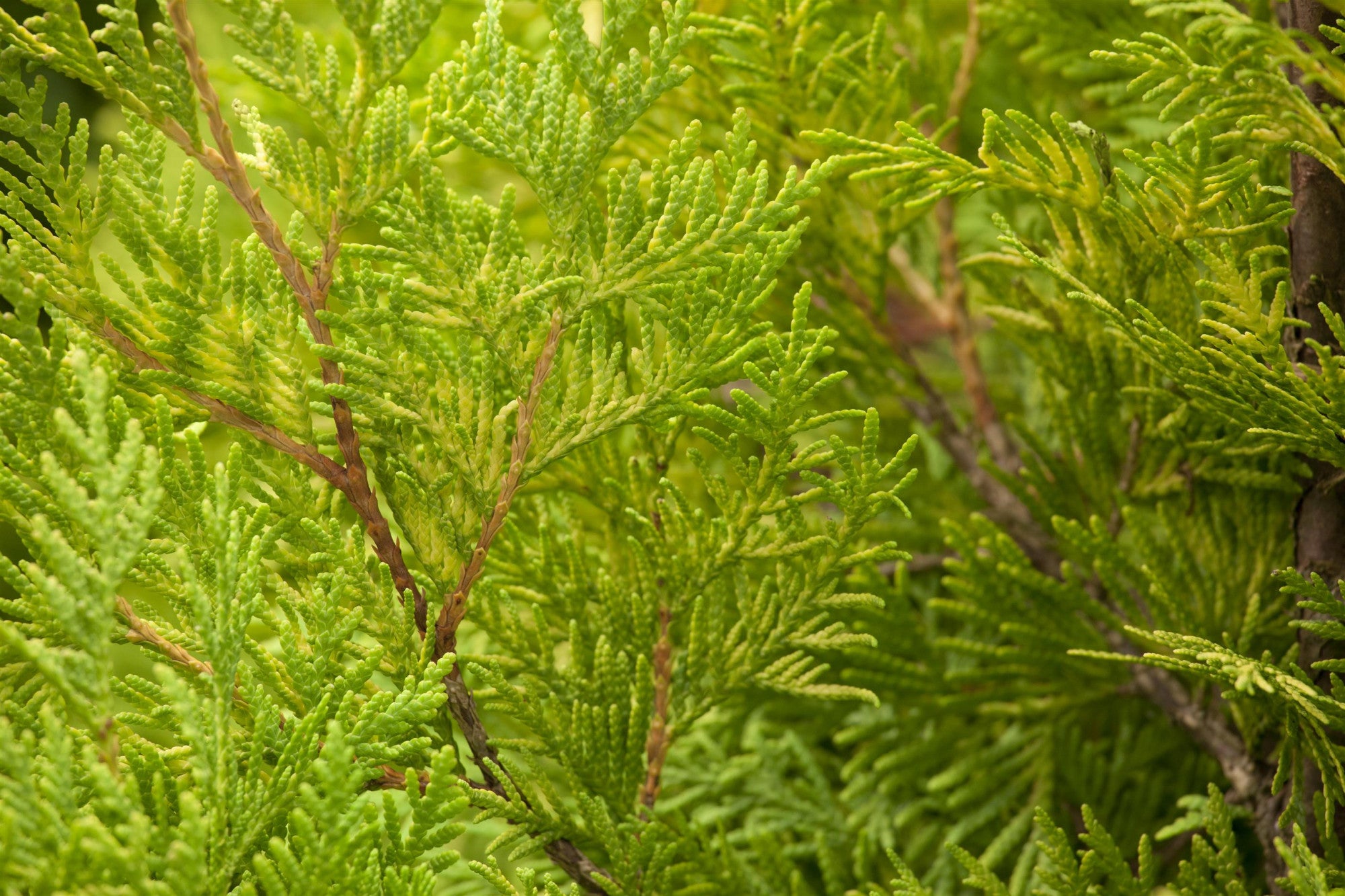 Thuja occidentalis 'Sunkist' (Lebensbaum 'Sunkist')