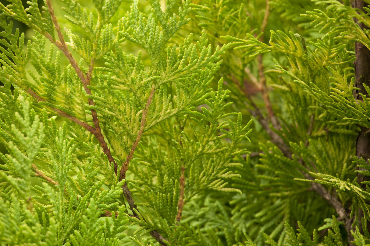 Thuja occidentalis 'Sunkist' mit Belaubung, erhältlich von 20-30 bis 60-70 cm; Einsatz: ;;ab 9,90 Euro