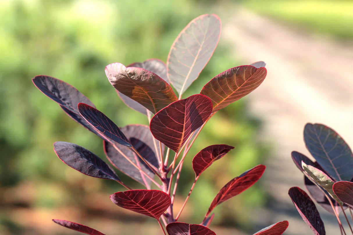 Cotinus coggygria mit Blüte, erhältlich von 40-60 bis 175-200 cm; Einsatz: ;;ab 20,40 Euro