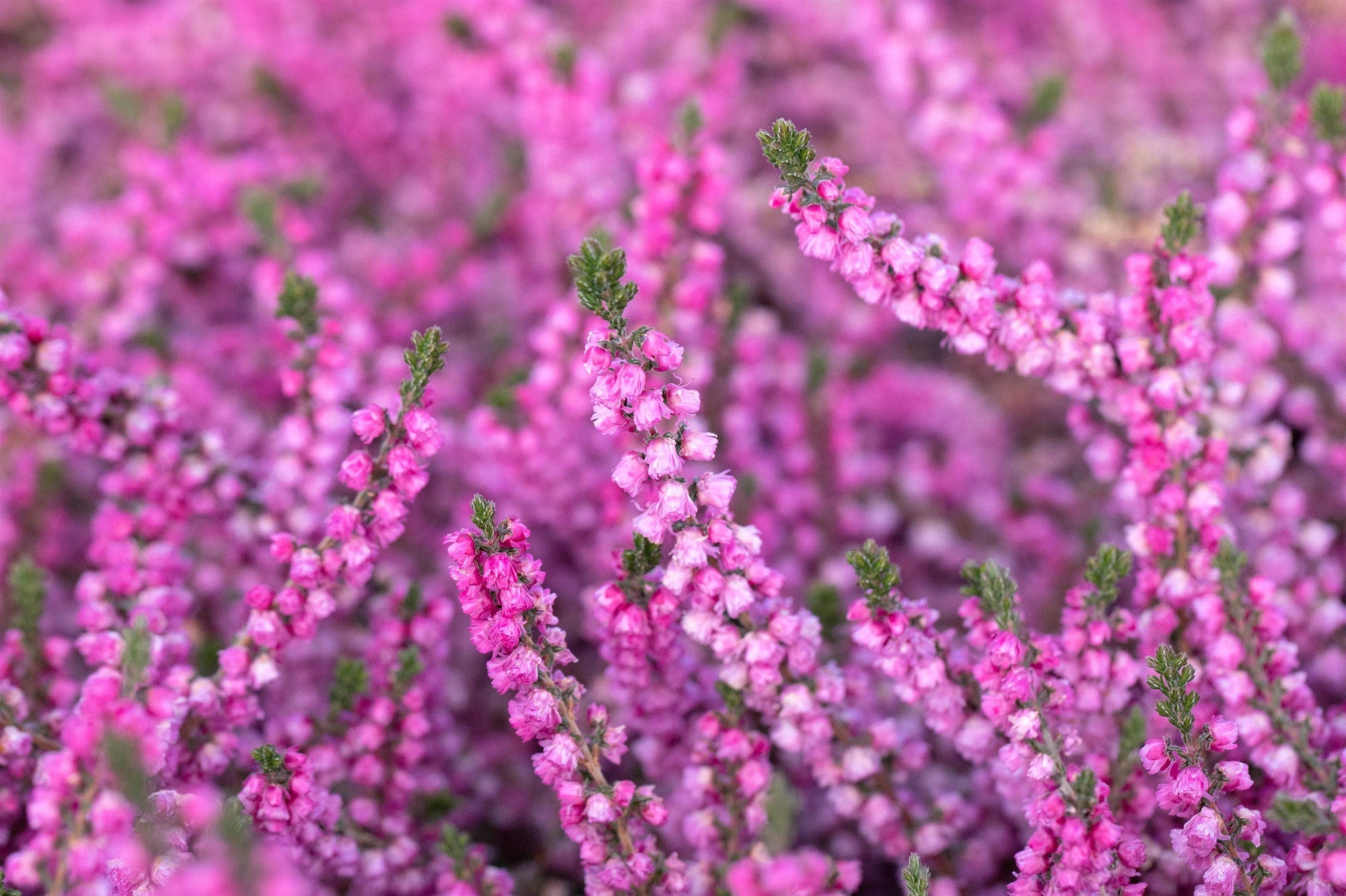 Calluna vulgaris 'Annemarie' (Besenheide 'Annemarie')