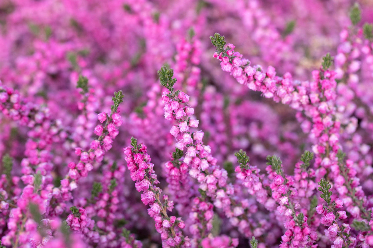Calluna vulgaris 'Annemarie' , erhältlich von 10-15 bis 10-15 cm;;ab 2,31 Euro
