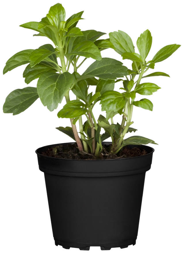 Pachysandra terminalis 'Compacta' im Topf, erhältlich von 3-4 bis 5-7 cm; Einsatz: , ;;ab 2,03 Euro