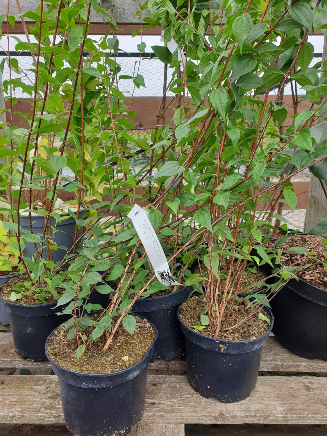 Gartenjasmin 'Dame Blanche'; vorbereitet für Versand; duftend; Einsatzmöglichkeit z.B. : Hecke; erhältlich von 40-60 bis 150-175 cm;;hier kaufen