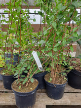 Gartenjasmin 'Dame Blanche'; vorbereitet für Versand; duftend; Einsatzmöglichkeit z.B. : Hecke; erhältlich von 40-60 bis 150-175 cm;;hier kaufen