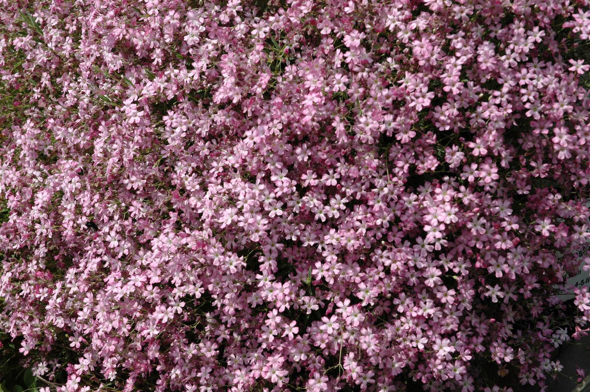 Gypsophila repens 'Rosenschleier' mit Blüte; Einsatz: , ;;ab 3,29 Euro