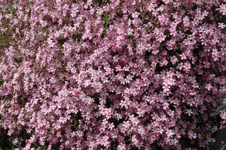 Gypsophila repens 'Rosenschleier' mit Blüte; Einsatz: , ;;ab 3,29 Euro