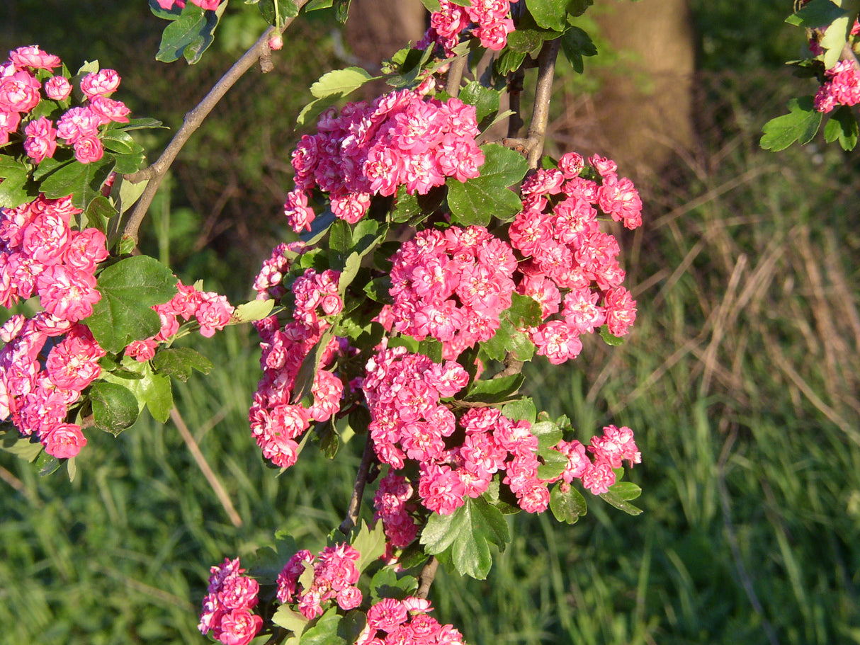 Crataegus laevigata 'Paul's Scarlet' mit Blüte, erhältlich von 100-125 bis 450-650 cm; Einsatz: ;;ab 35,60 Euro