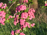 Crataegus laevigata 'Paul's Scarlet' mit Blüte, erhältlich von 100-125 bis 450-650 cm; Einsatz: ;;ab 35,60 Euro
