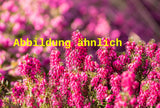 Genaues Foto für Erica carnea 'Rubinteppich' folgt; dieses ähnliche Bild dient der Illustration von Schneeheide 'Rubinteppich'
