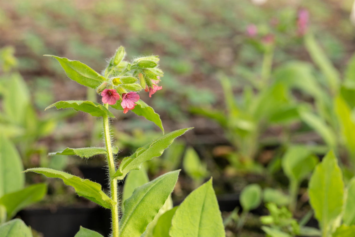 Pulmonaria rubra mit Blüte; Einsatz: ;;ab 4,30 Euro