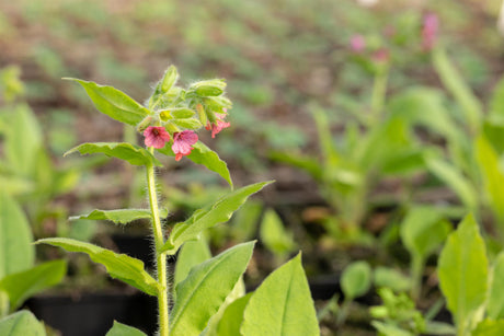 Pulmonaria rubra mit Blüte; Einsatz: ;;ab 4,30 Euro