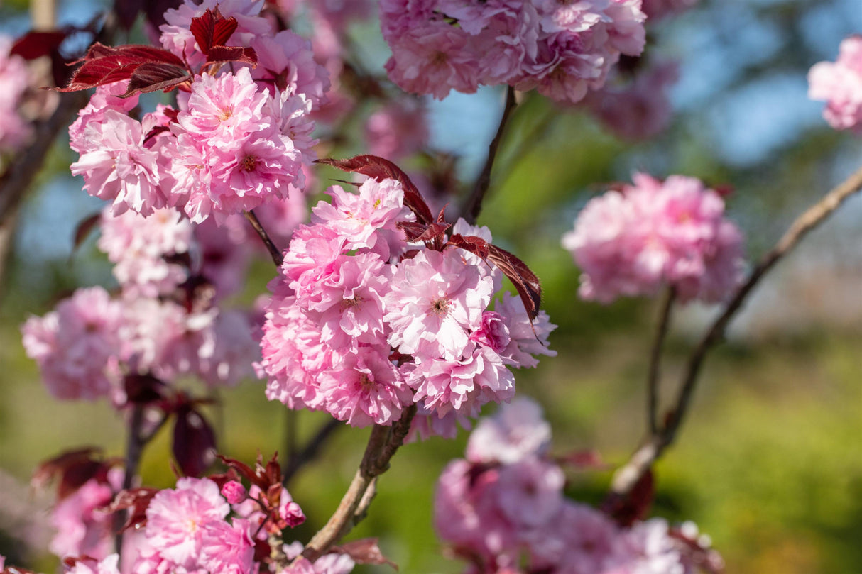 Prunus serrulata 'Royal Burgundy' mit Blüte, erhältlich von 60-100 bis 200-250 cm; Einsatz: ;;ab 19,40 Euro