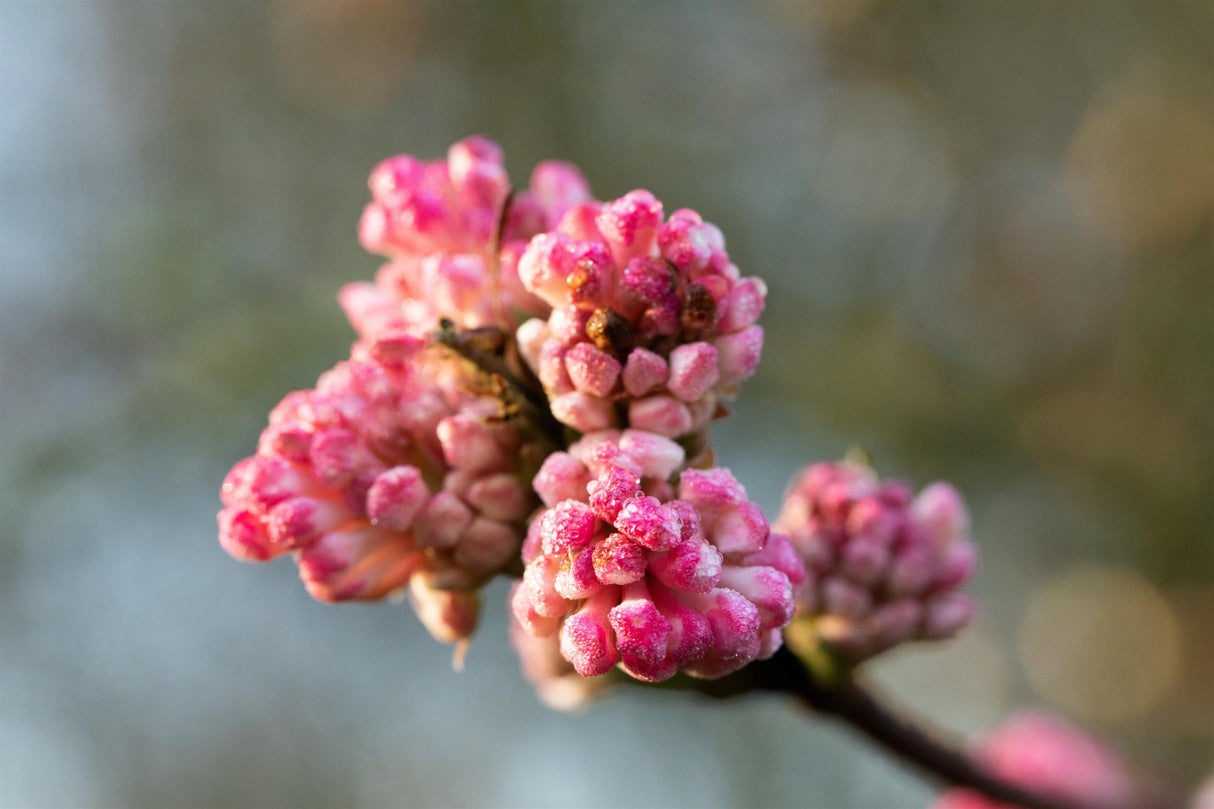 Viburnum bodnantense 'Charles Lamont' mit Blüte, erhältlich von 40-60 bis 175-200 cm; Einsatz: ;;ab 25,30 Euro